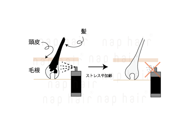 白髪のメカニズム